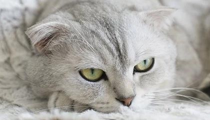 开云体育最新地址-李明全面爆发！攻防两端都做出巨大贡献！，李明筒历